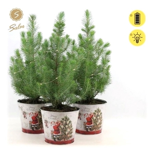 Pinus pinea 'Silver Crest' P17 in Zinc Santa + Lights