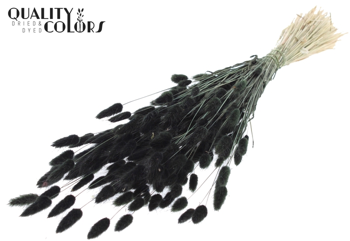 Lagurus per bunch Black