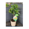 Citrus hystrix