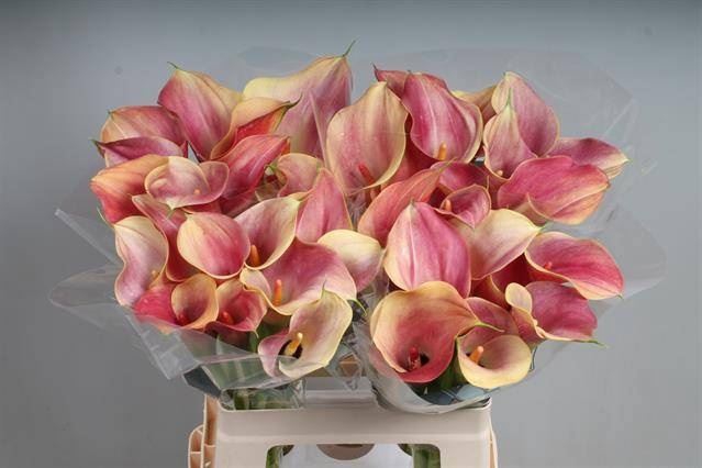 <h4>Calla Call Aruna</h4>
