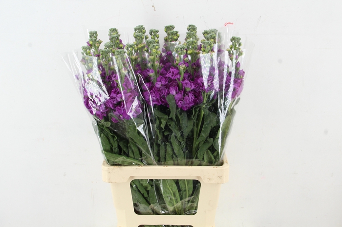 <h4>MATTH IRON PURPLE</h4>