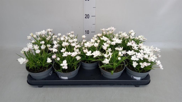 <h4>Rhodohypoxis baurii</h4>