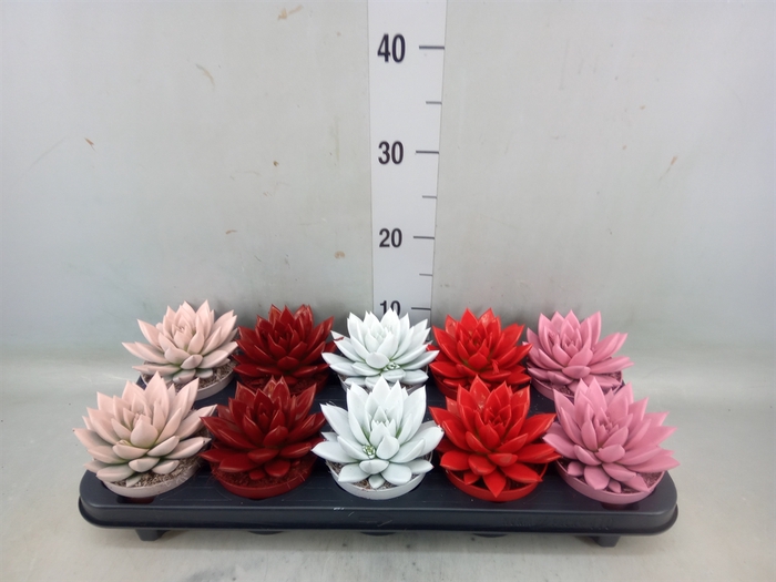 <h4>Echeveria  'Miranda'</h4>