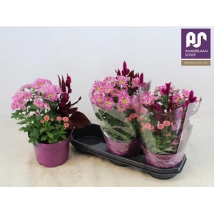 PERKPL GEM IN POT