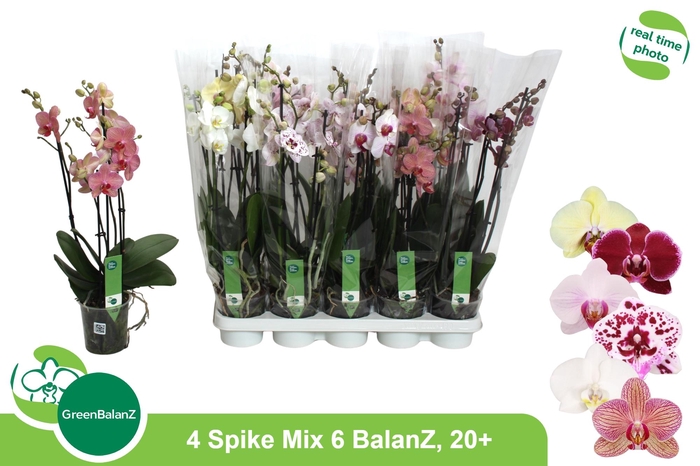 <h4>PHAL GEM 6 KL</h4>