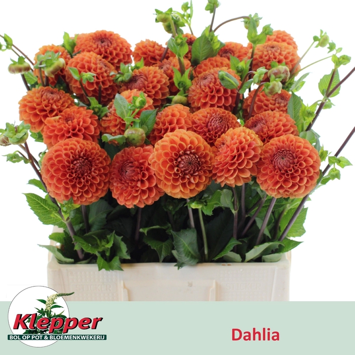 <h4>DAHL CORNEL BRONZE</h4>