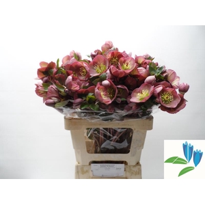 Helleborus Pennys Pink Boezem