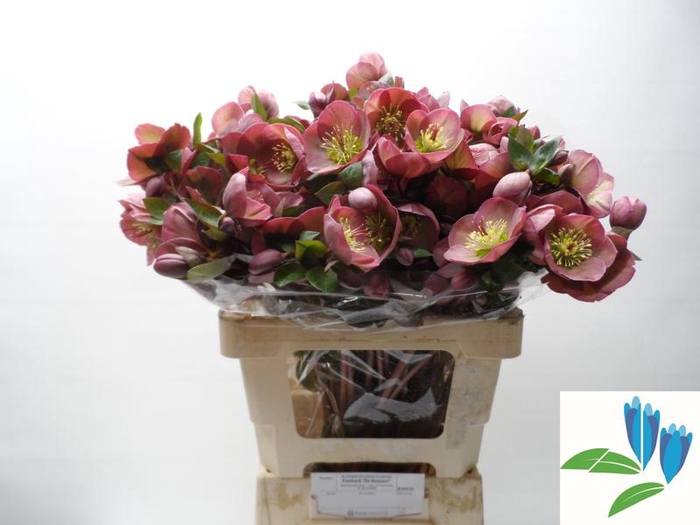 Helleborus Pennys Pink Boezem