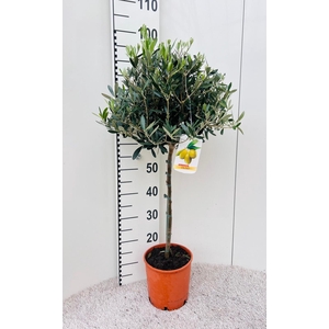 Olea europaea on stem