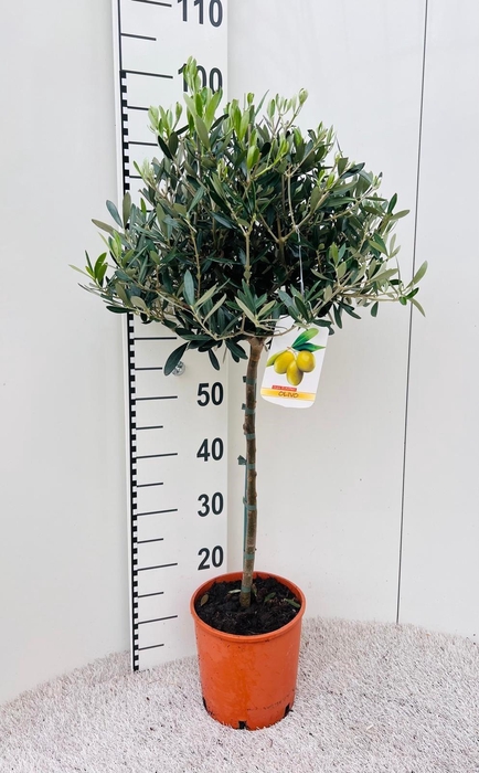 <h4>Olea europaea on stem</h4>