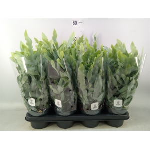 Phlebodium aureum 'Blue Star'