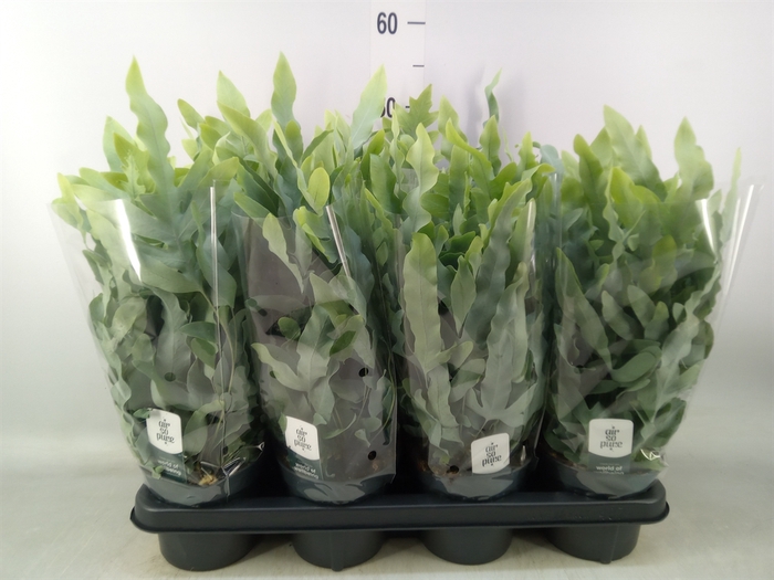 <h4>Phlebodium aureum 'Blue Star'</h4>