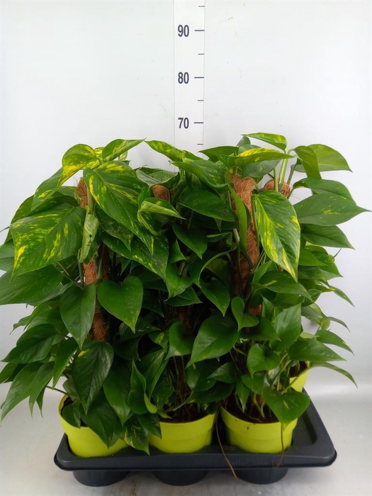<h4>Epipremnum pinn.   ...moss stick</h4>