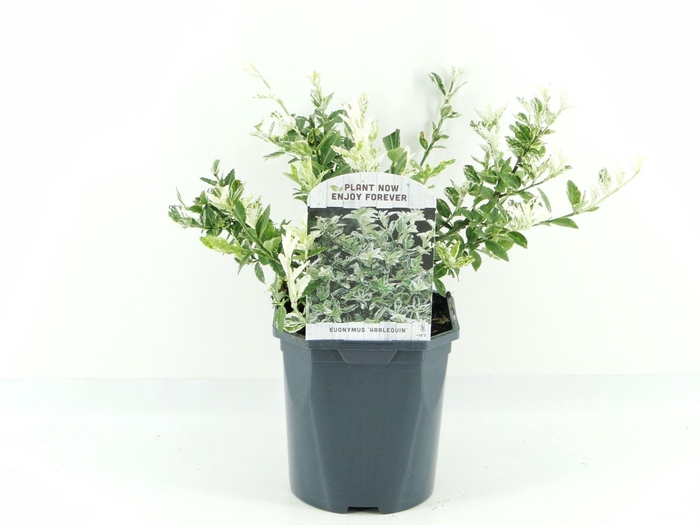 <h4>Euonymus fortunei Harlequin</h4>