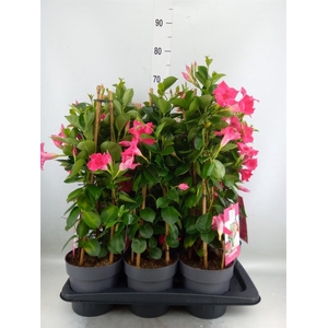 Mandevilla am. 'Sundav Pink'