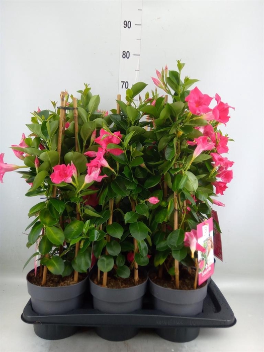 <h4>Mandevilla am. 'Sundav Pink'</h4>