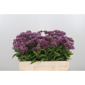 Eupatorium Purpureum