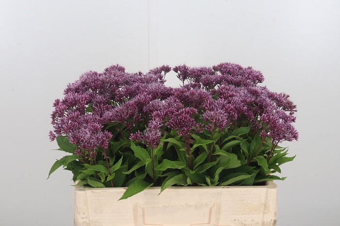 <h4>Eupatorium Purpureum</h4>