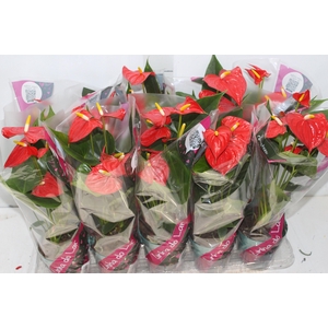 ANTHURIUM ESUDO P12