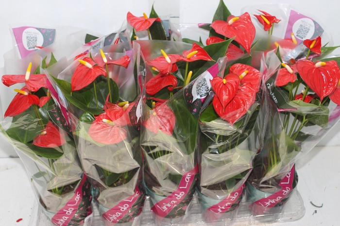 <h4>ANTHURIUM ESUDO P12</h4>