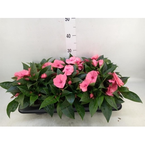 Impatiens NG 'Tamarinda Salmon'