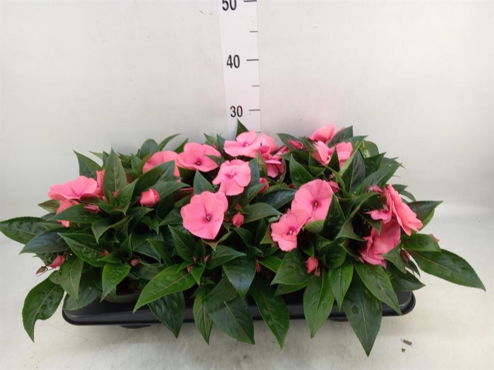 <h4>Impatiens NG 'Tamarinda Salmon'</h4>