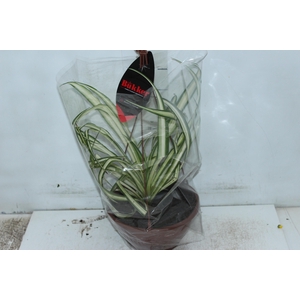 CLOROFITO C21