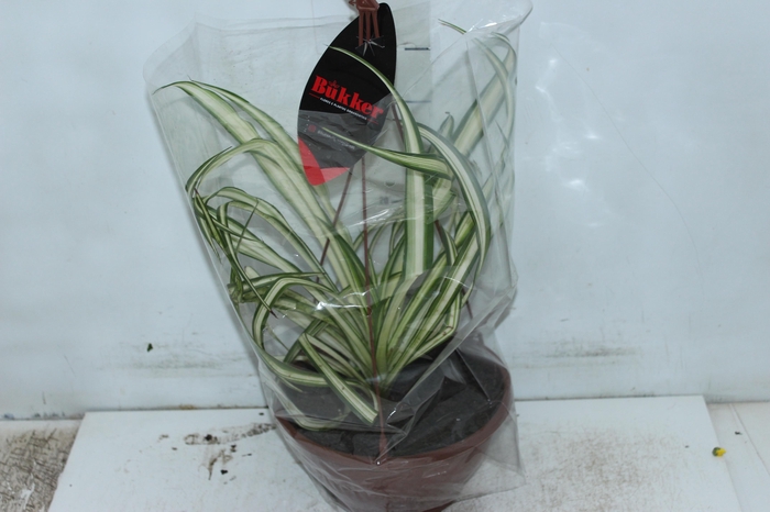 <h4>CLOROFITO C21</h4>