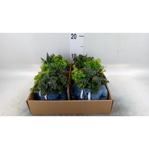 Arr. Kamerplant Groen L%
