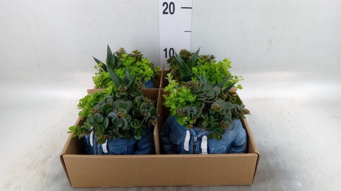<h4>Arr.   Kamerplant Groen L%</h4>