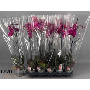 Phal Ov Paars 1 Branche 6+