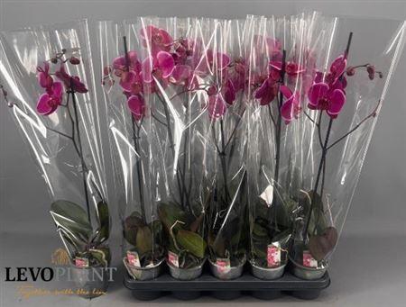 <h4>Phal Ov Paars 1 Branche 6+</h4>