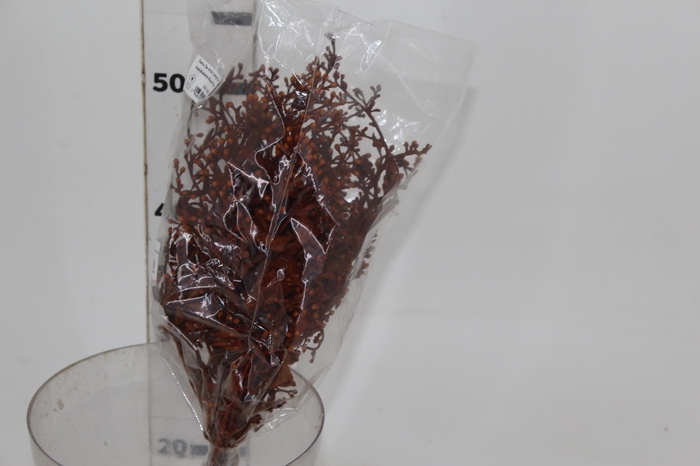 <h4>DEDO DE ANJO LARANJA FLOR DESIDRATADA BUQUE FLORES SECAS</h4>