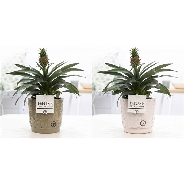 <h4>Ananas Rosita in P&PURE Floor ceramics ass. 2</h4>