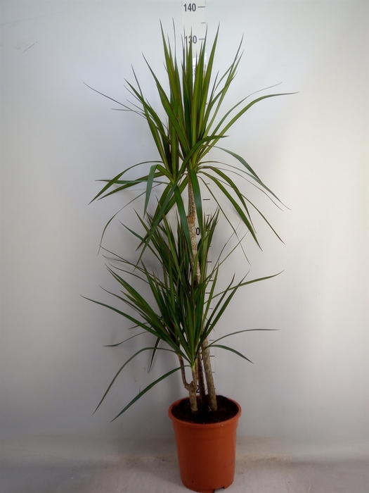 <h4>Dracaena marg.</h4>