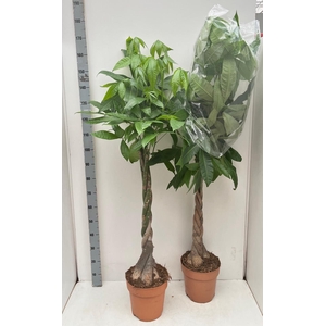 PACHIRA AQUATICA
