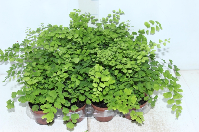 <h4>AVENCA VARIADA P09</h4>