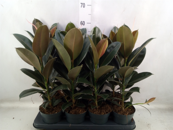 <h4>Ficus elastica 'Melany'</h4>