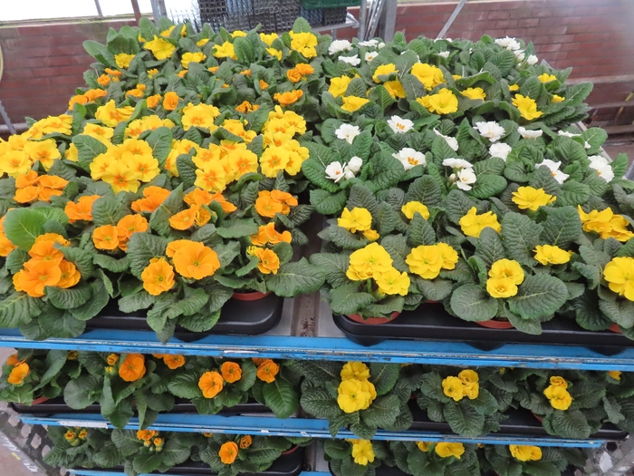 <h4>PRIM AC MIXK</h4>