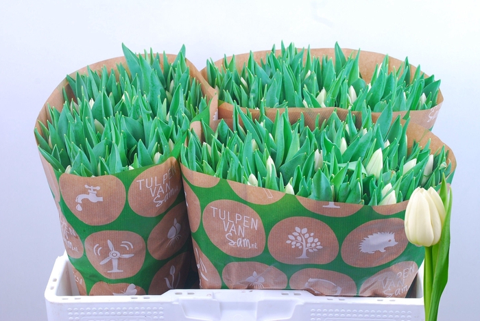 <h4>TU EN UPDATE</h4>