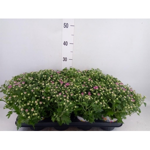 Chrysanthemum  'Fair White'