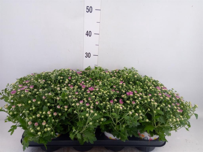 <h4>Chrysanthemum  'Fair White'</h4>