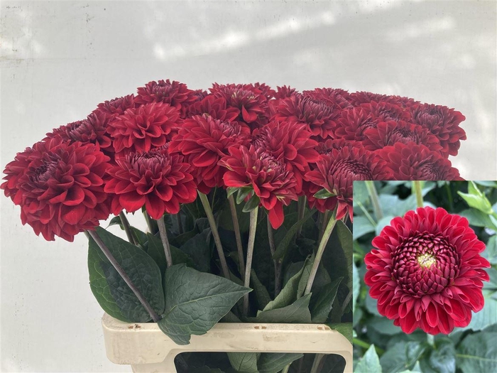 <h4>Dahlia Red Fox</h4>