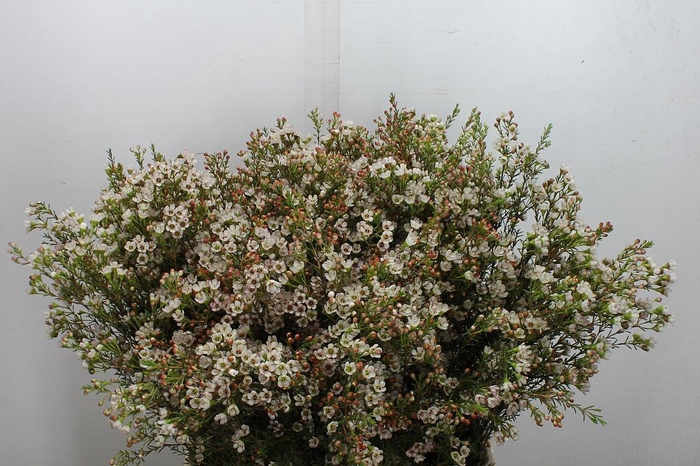 <h4>Chame Blondie 70/25</h4>