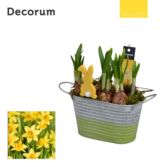 <h4>Narcis Duo Zink HL11705 [YELLOW]</h4>