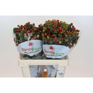 Hypericum Magical Seasons