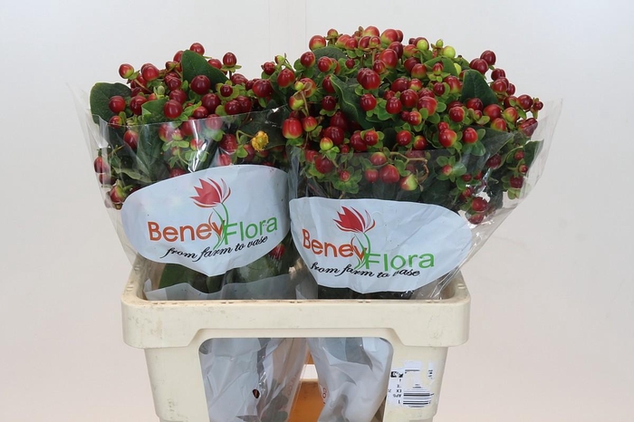 <h4>Hypericum Magical Seasons</h4>