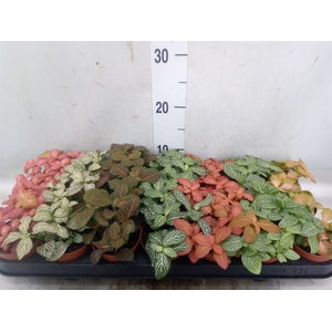 Fittonia   ...mix 7