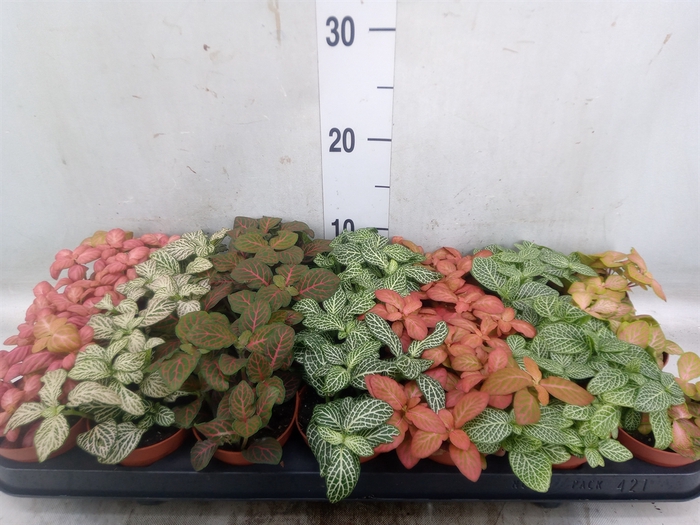 <h4>Fittonia   ...mix 7</h4>