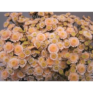 Chr T Stallion Sweet Zalm